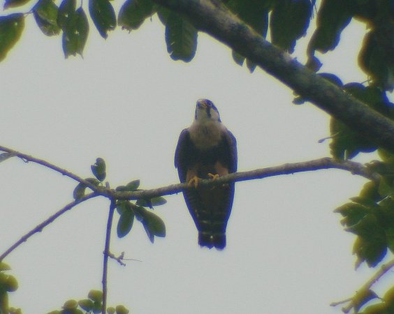 Photo (15): Aplomado Falcon