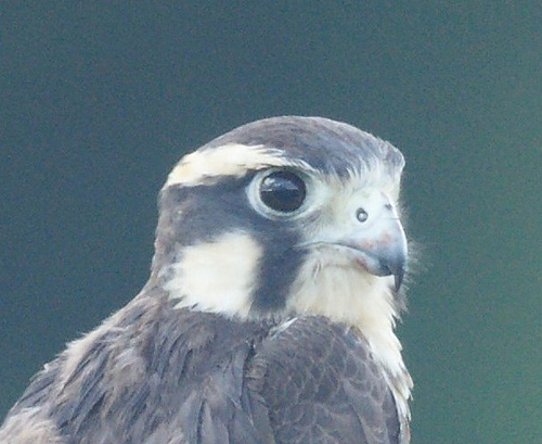 Photo (19): Aplomado Falcon