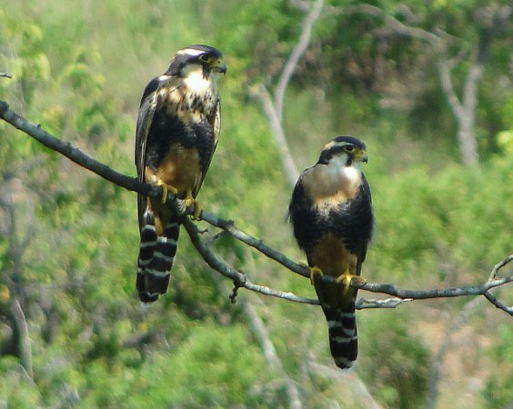 Photo (8): Aplomado Falcon