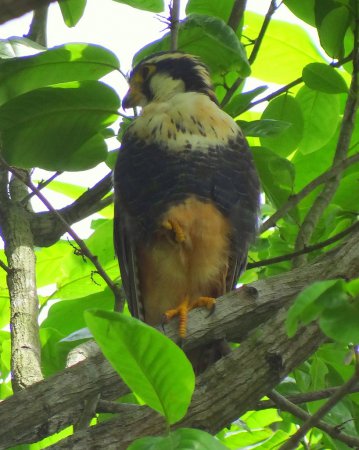 Photo (12): Aplomado Falcon