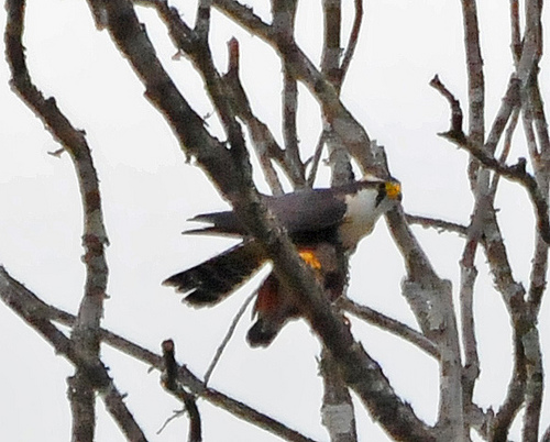 Photo (18): Aplomado Falcon