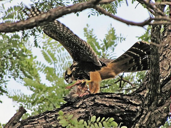 Photo (10): Aplomado Falcon