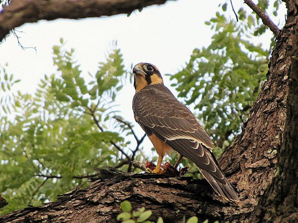 Photo (20): Aplomado Falcon