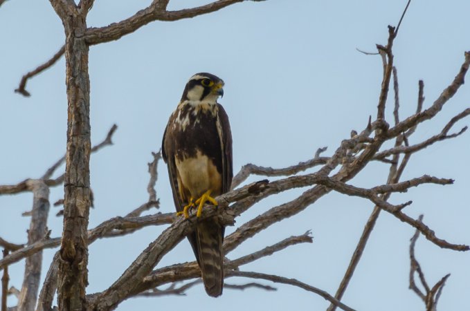 Photo (11): Aplomado Falcon