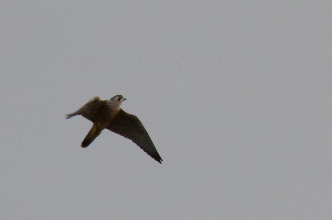 Photo (13): Peregrine Falcon