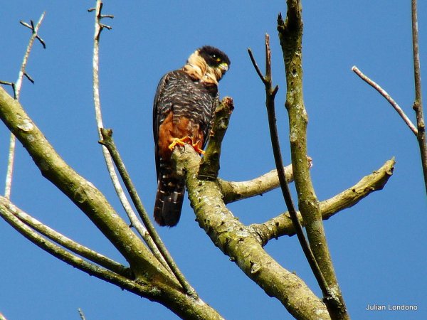 Photo (1): Bat Falcon