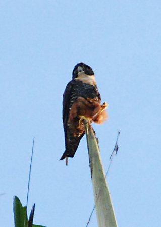 Photo (6): Bat Falcon