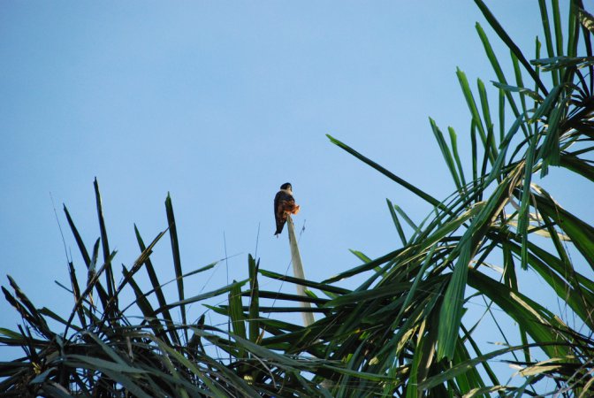 Photo (9): Bat Falcon