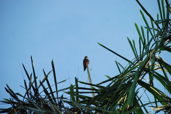 Photo (12): Bat Falcon