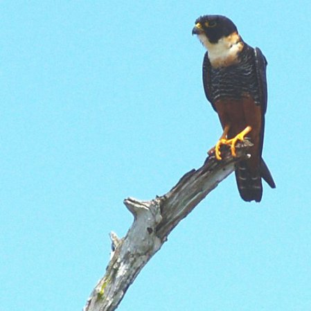 Photo (2): Bat Falcon