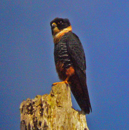 Photo (3): Bat Falcon