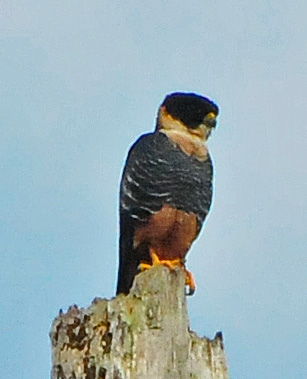 Photo (4): Bat Falcon