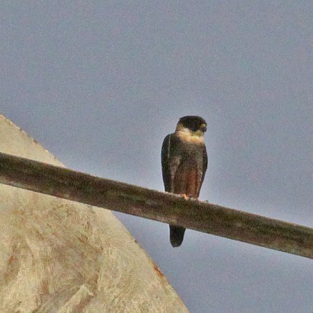 Photo (11): Bat Falcon