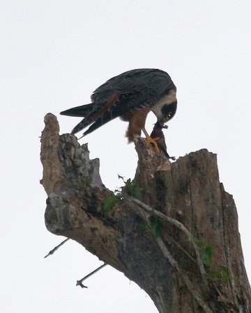 Photo (7): Bat Falcon