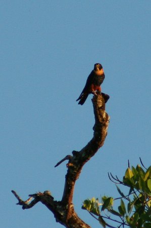 Photo (10): Bat Falcon