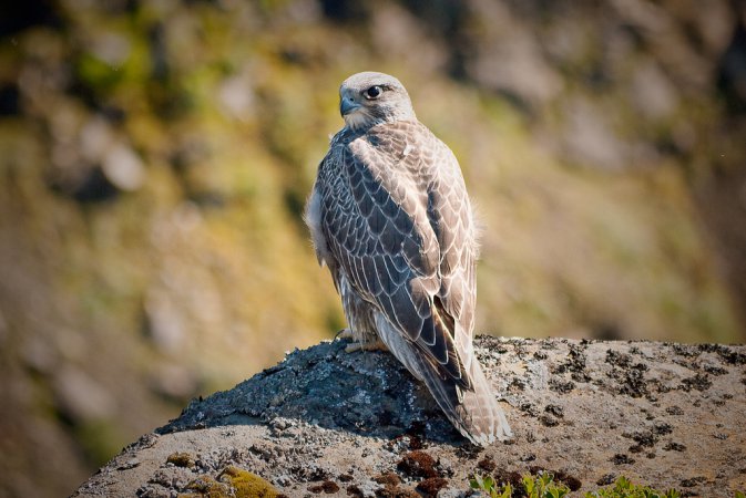 Photo (1): Gyrfalcon
