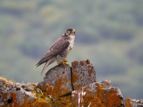 Photo (2): Gyrfalcon