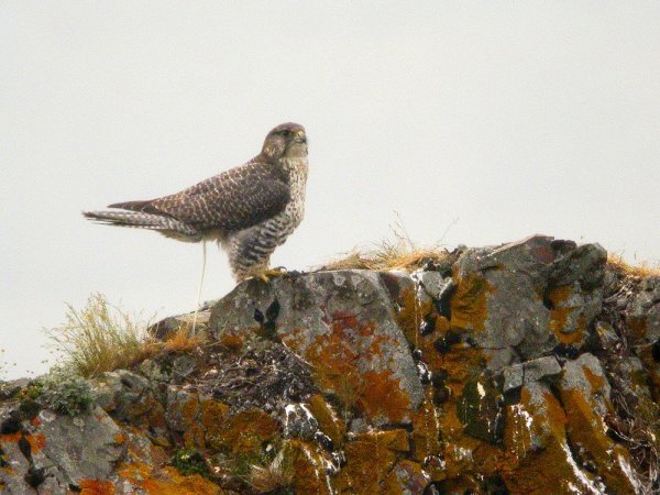 Photo (6): Gyrfalcon