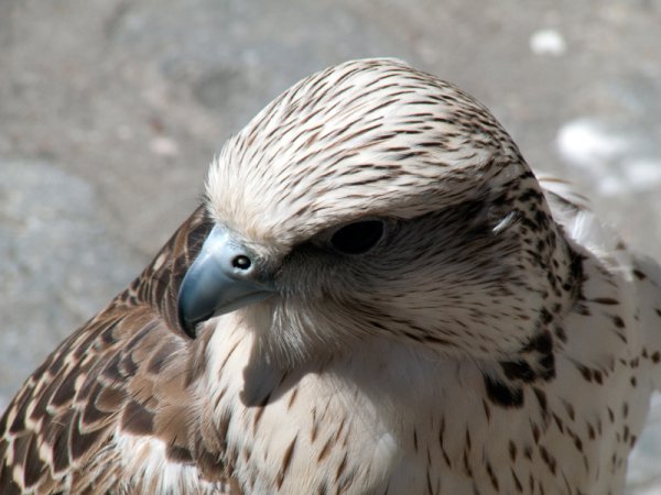 Photo (3): Gyrfalcon