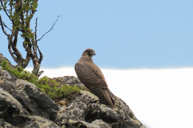 Photo (11): Gyrfalcon