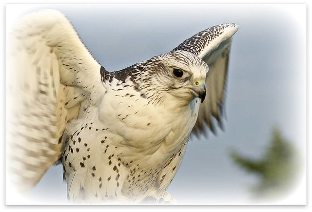 Photo (7): Gyrfalcon