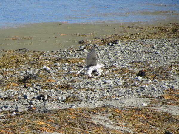 Photo (10): Gyrfalcon