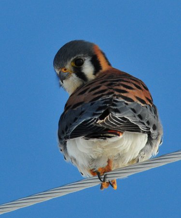 Photo (13): American Kestrel