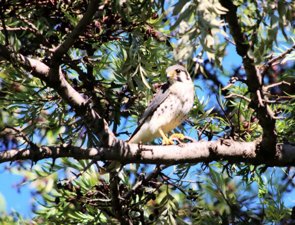 Photo (29): American Kestrel