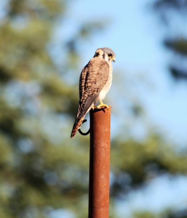 Photo (26): American Kestrel