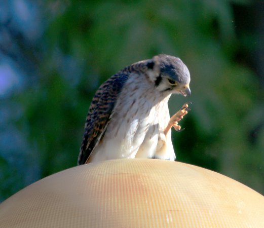 Photo (28): American Kestrel