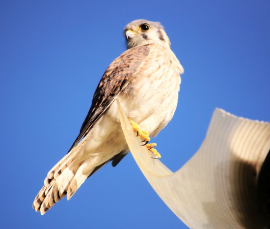 Photo (23): American Kestrel