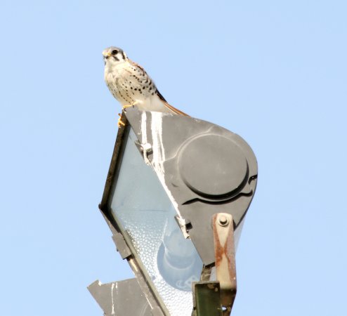 Photo (25): American Kestrel