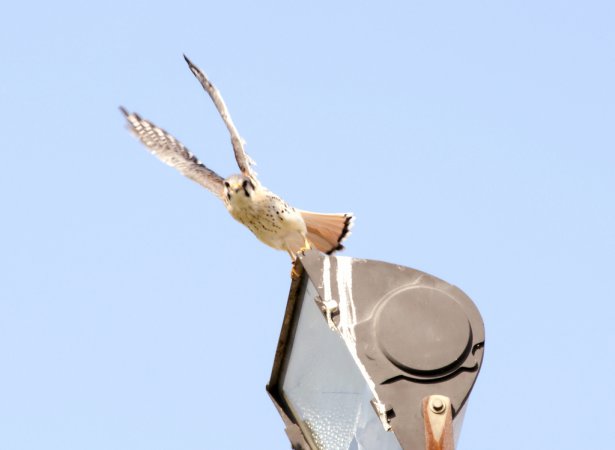 Photo (31): American Kestrel