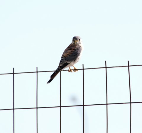 Photo (27): American Kestrel