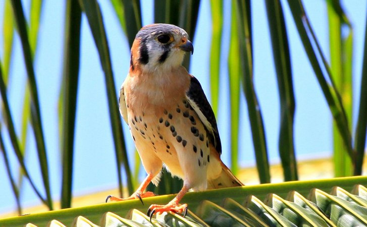 Photo (5): American Kestrel