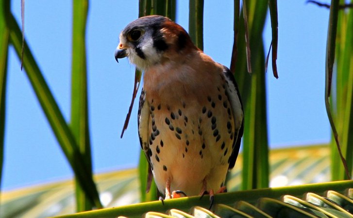 Photo (24): American Kestrel