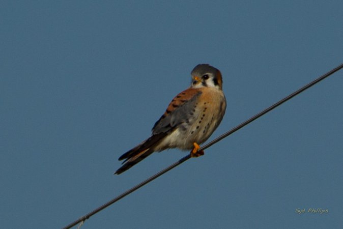 Photo (30): American Kestrel