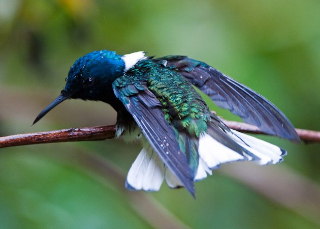 Photo (2): White-necked Jacobin