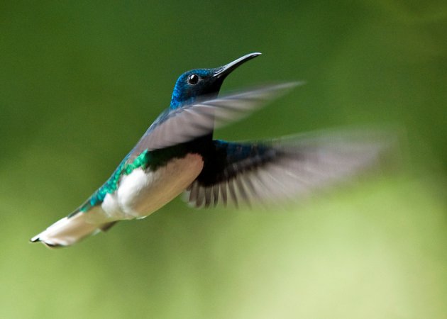 Photo (15): White-necked Jacobin