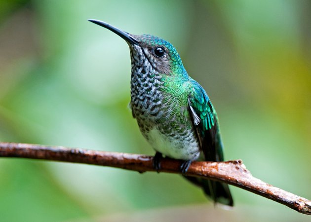 Photo (7): White-necked Jacobin