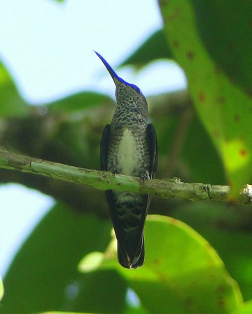Photo (17): White-necked Jacobin