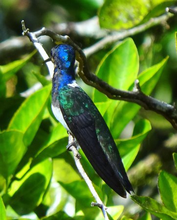 Photo (13): White-necked Jacobin