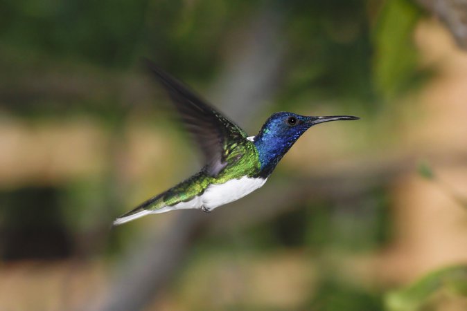 Photo (10): White-necked Jacobin