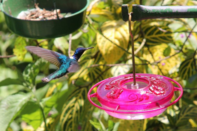 Photo (8): White-necked Jacobin