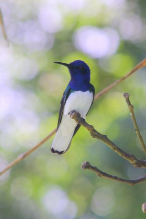 Photo (12): White-necked Jacobin
