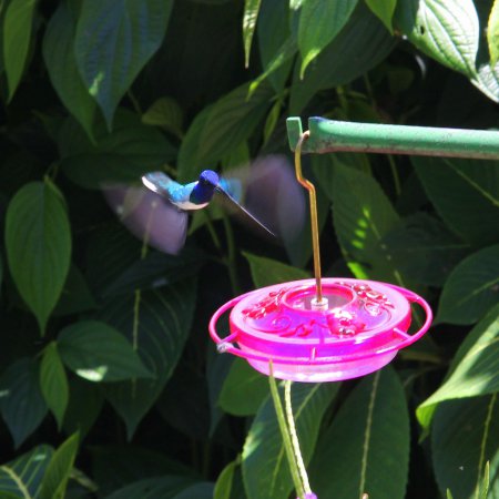 Photo (4): White-necked Jacobin
