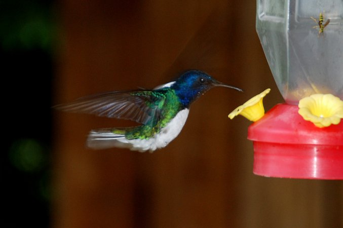 Photo (16): White-necked Jacobin