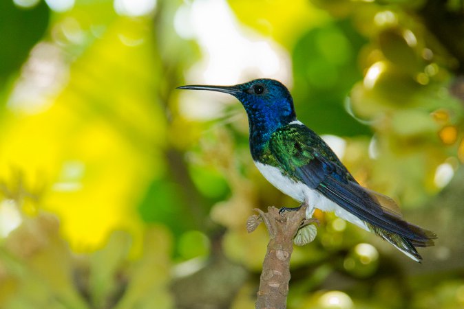 Photo (5): White-necked Jacobin
