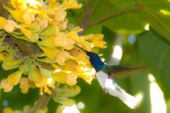 Photo (11): White-necked Jacobin