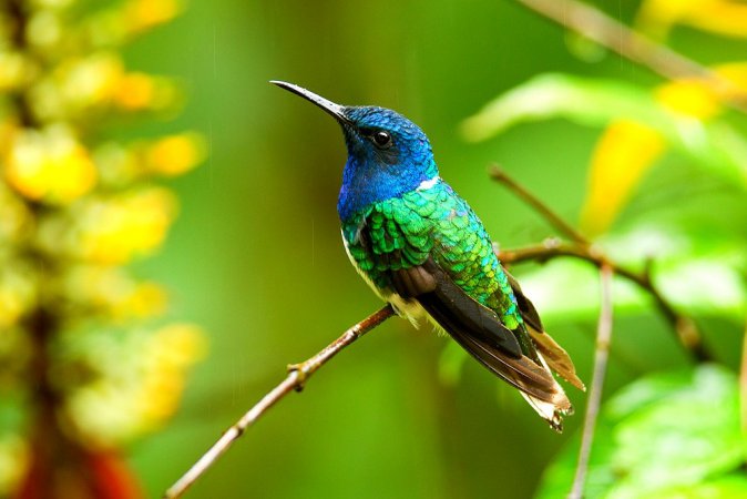 Photo (21): White-necked Jacobin